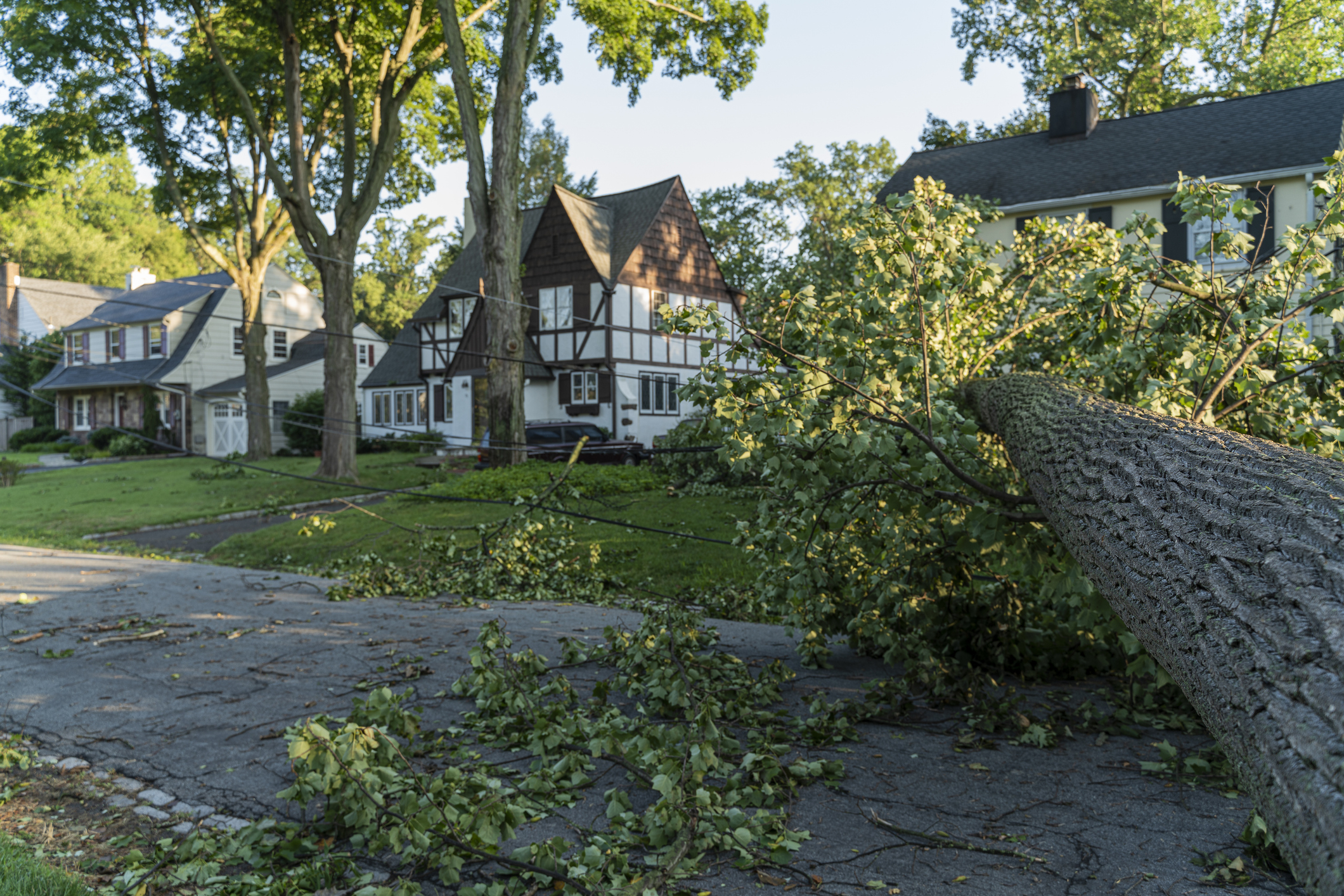 Downed tree in neighborhood