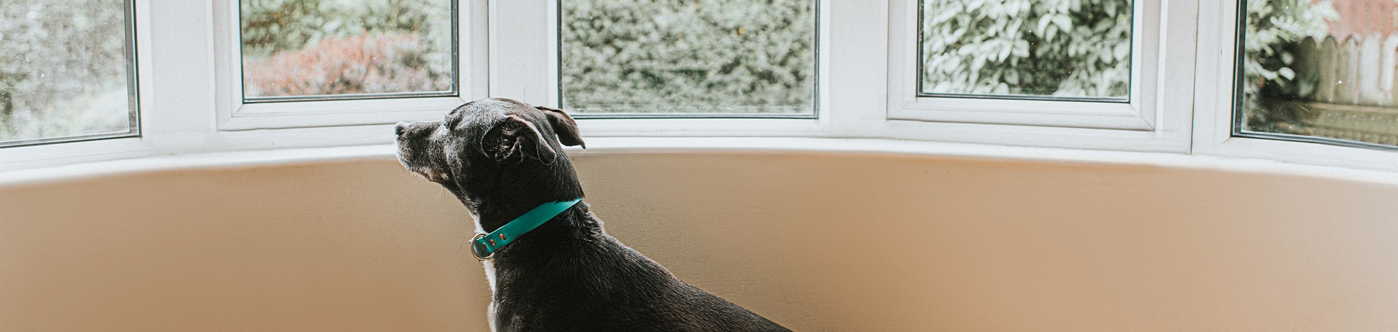 Dog looking out the window